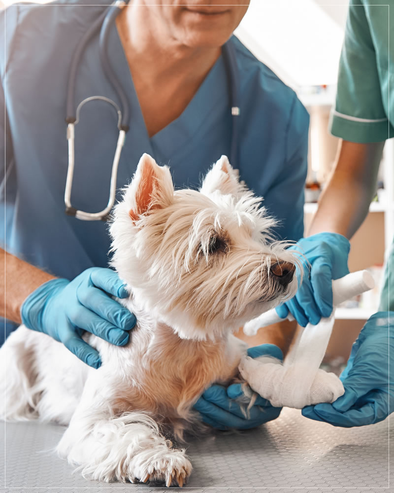 Clínicas veterinárias em São Mateus